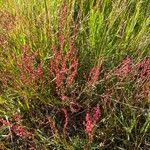 Rumex acetosellaFlor