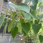 Cordia myxa Leaf