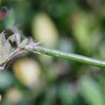 Lotus angustissimus Fruit