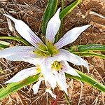 Colchicum europaeum