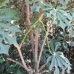 Manihot grahamii Bark