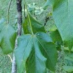 Sterculia apetala Leaf