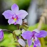 Spathoglottis unguiculata Flower