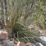 Nolina texana Habitat