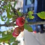 Malus baccataFruit