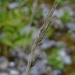 Festuca glacialis Mosusu