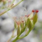 Centranthus angustifolius Vrucht