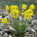 Erysimum rhaeticum Flower