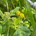 Medicago lupulina Blüte