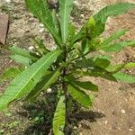 Anacardium excelsum Лист