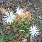 Lactuca perennisLorea