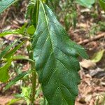 Stachytarpheta indica Folha