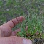 Juncus bufonius Habit