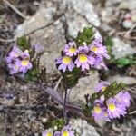 Euphrasia alpina Habitus