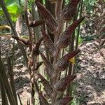 Heliconia vellerigera Flor