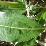 Helianthella castanea Leaf