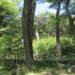 Nothofagus pumilio Habitat