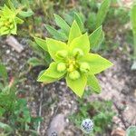 Euphorbia falcata Çiçek