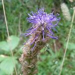 Phyteuma betonicifolium Flor