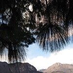 Pinus devoniana Folla