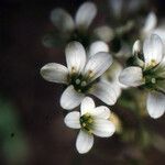 Saxifraga muscoides Bloem