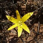 Pyrolirion boliviense Blüte