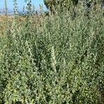 Chenopodium opulifolium Leaf