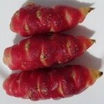 Oxalis tuberosa Fruit