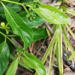 Morinda lucida Kvet