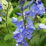 Veronica austriaca Flower