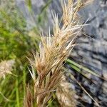 Achnatherum calamagrostis Blatt