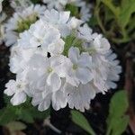 Verbena × hybrida Flor