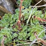 Saxifraga paniculata Blatt