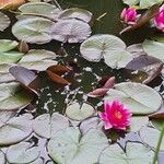 Nymphaea candidaHoja