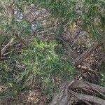 Melaleuca ericifolia Fuelha