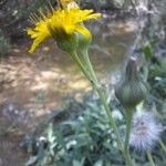 Sonchus maritimus Λουλούδι