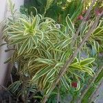 Dracaena angustifolia Blodyn
