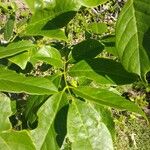 Pongamia pinnata Leaf