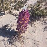 Cistanche violacea Flower
