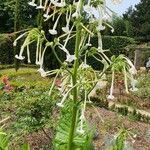 Nicotiana sylvestris Leaf