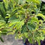 Calliandra eriophylla Lapas