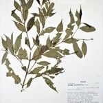 Faramea quinqueflora