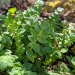 Polemonium reptans Liść