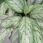 Aglaonema commutatum Foglia