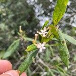 Guettarda uruguensis Blomst