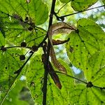 Tilia × europaea ফল