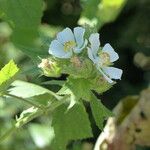 Kitaibelia vitifolia Flor