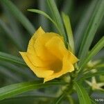 Thevetia neriifolia Flor