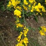 Genista salzmannii Blad