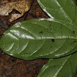 Tarenna pallidula Leaf
